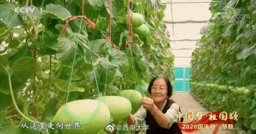 山东吃瓜教师,网络舆论下的教育反思与启示