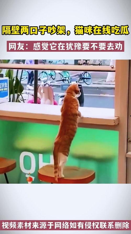 猫咪吵架吃瓜观众,猫咪吵架，吃瓜观众围观成趣