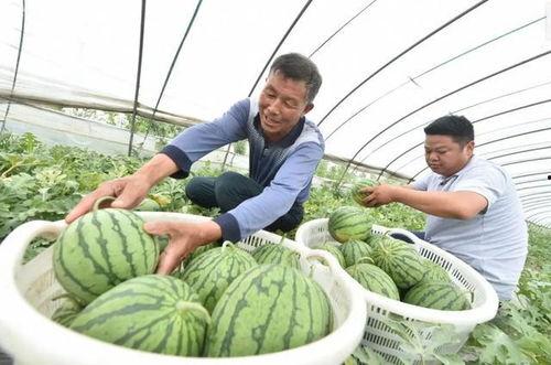 江南小哥吃瓜江苏,揭秘江苏美食背后的故事