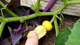 花姬吃瓜,揭秘娱乐圈背后的秘密与八卦