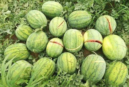 吃瓜篓子牙烂了,揭秘瓜农的辛酸与生活困境