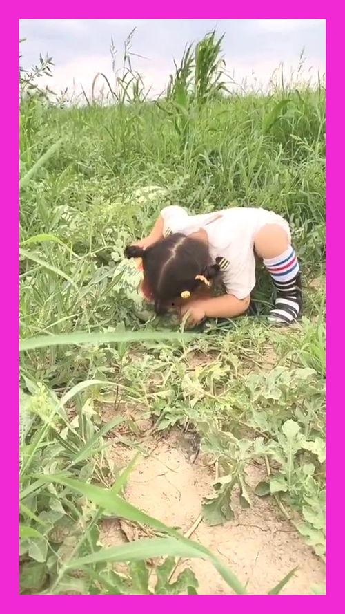八戒在瓜地里偷瓜吃,一场趣味横生的田园冒险