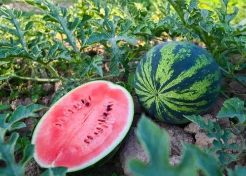 河南民众吃瓜,瓜田里的欢乐时光