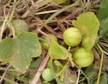 马泡瓜药怎么吃,马泡瓜药用价值及食用方法详解